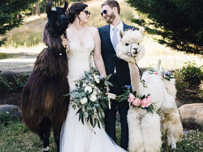 Therapy Lama and alpaca at your wedding